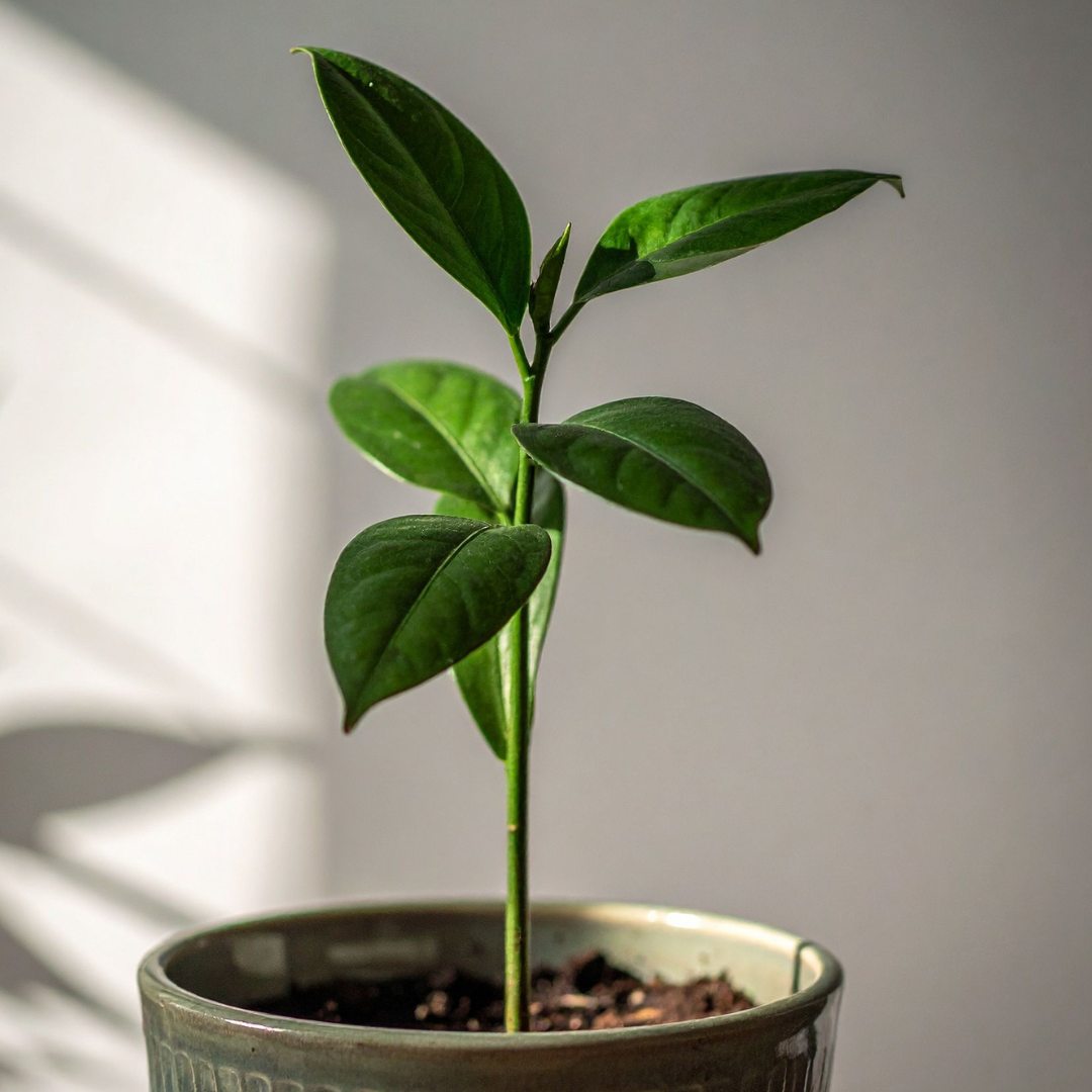 Growt